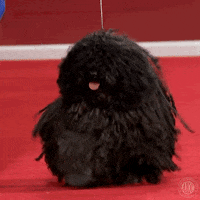 Confused Dog Show GIF by American Kennel Club