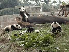 drunk panda GIF