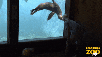 Simon Says Swimming GIF by Brookfield Zoo