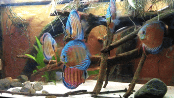 reception  GIF