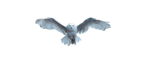 flying owl