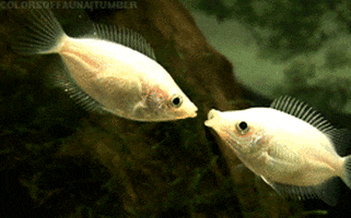 Image result for kissing fish gif