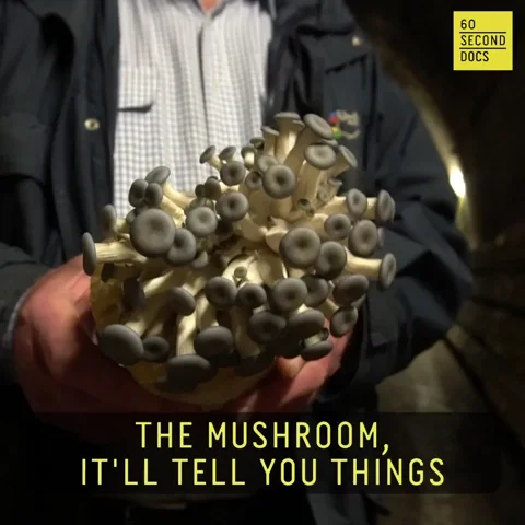 Magic Mushrooms Mushroom GIF by 60 Second Docs
