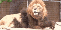 Dog Lion GIF