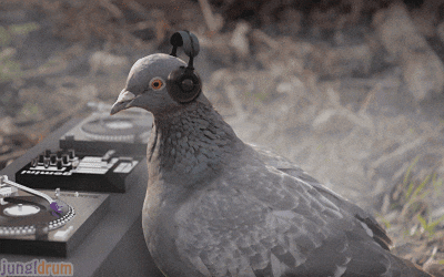 Pigeoned meme gif