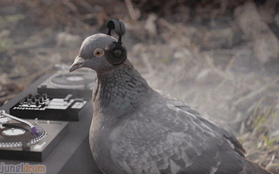 pigeon meme gif
