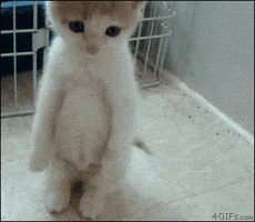 200.gif