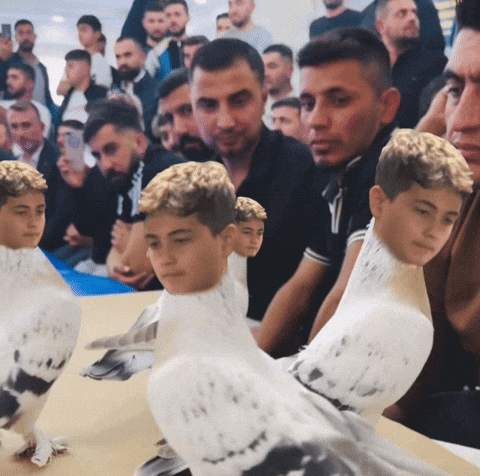 Akm Miyiz GIF