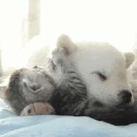 Best Friends Cat GIF by Diamond Pet Foods