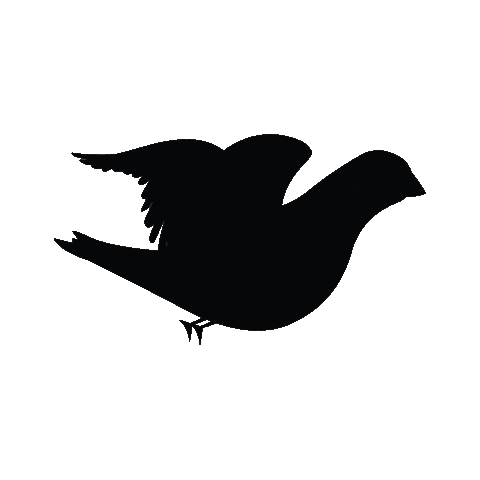 Blackbird Sticker