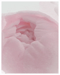 Attēls, redzams pilnajā versijā