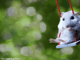Mouse GIF