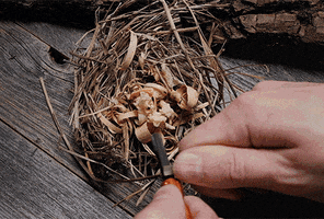 Survival GIF