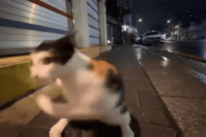 Boxer Cat Boxing GIF