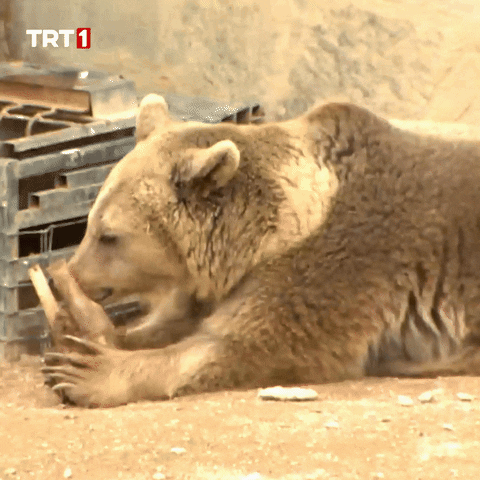 Bear Omg GIF by TRT