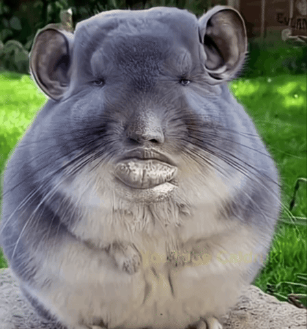 Chinchilla GIF