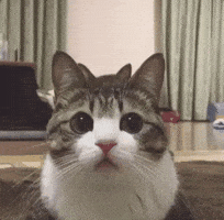 200.gif?cid=75a2a585421b59d0604ba3e13355