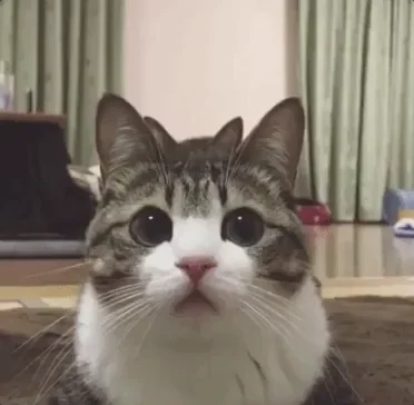 Cats Cute Cat GIF by MOODMAN