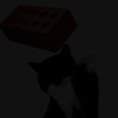 Uni Cat GIF