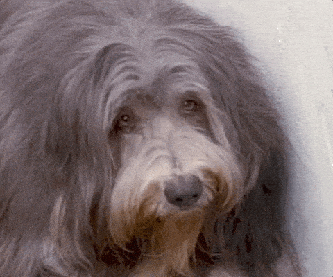 🐶 Honouring the Love and Loss of a Beloved Pet