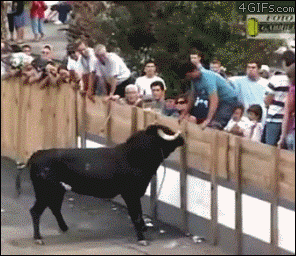 bull