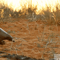 bbcamerica-nature-bbc-america-seven-worlds-one-planet-H4zzl9nKke0s4vNaBm