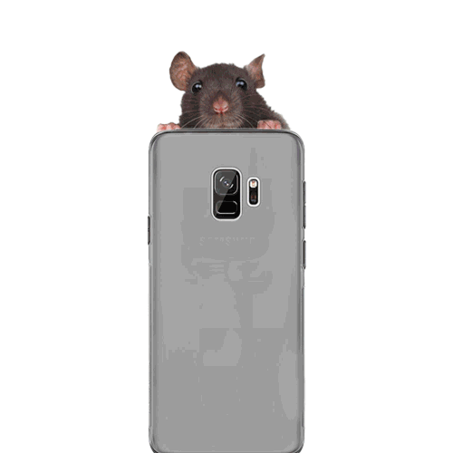 Is Your Phone Inviting A Secret Mouse Party? What Happens When Your Mouse Steps Out Of Control