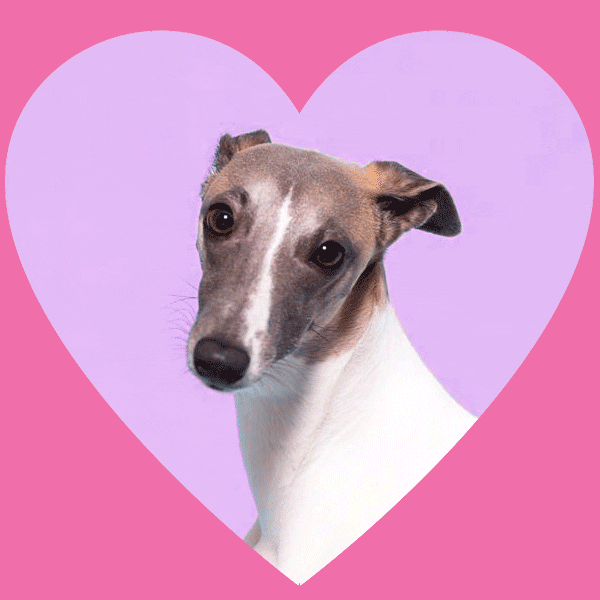 Olivethewhippet GIFs Get the best GIF on GIPHY