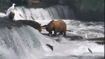 GIF by explore.org