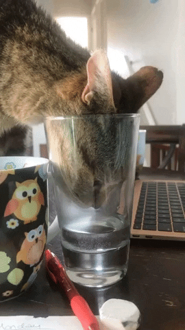 DogJogs cat thirsty stewart drinking water GIF