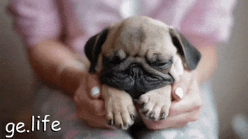 Cute Sleepy Adorable Puppy Dog GIF