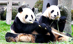 panda bear eating GIF
