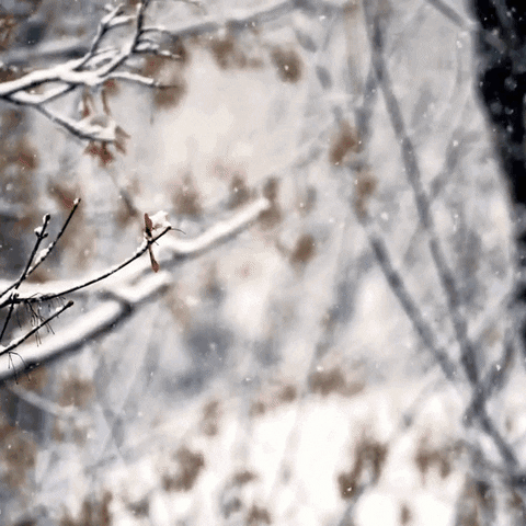 Snow Winter GIF by PBS Digital Studios