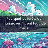 expliquepourquoi-mangroves-filtration-naturelle-racines-ariennes-HCBPbqsJNhs6P9BEuW