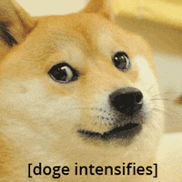 memes wow doge intensifies many