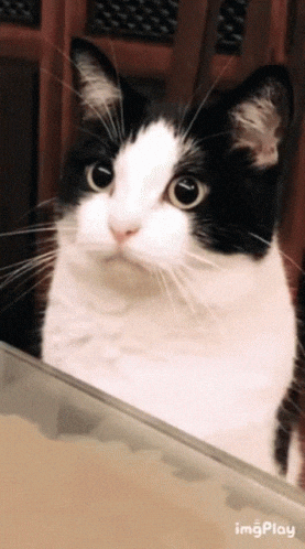 Cat Licking GIF