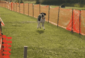 Tananavalleykennelclub GIF by TVKC