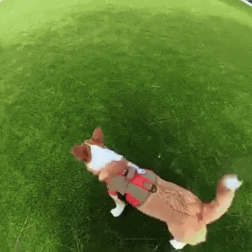 Corgi GIF