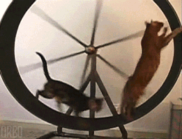 bengal cat wheel