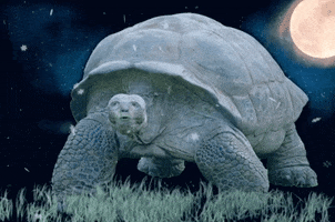 Mitch Mcconnell Tortoise GIF