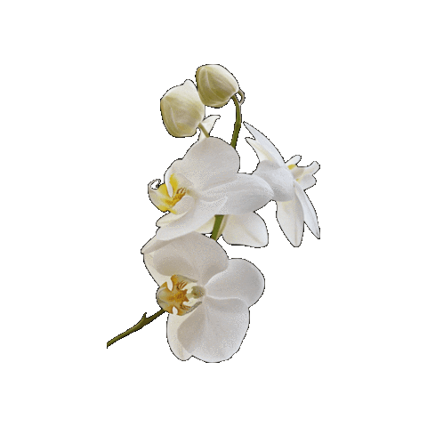 Tranquil Beauty Studio Sticker