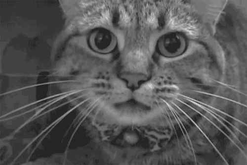 frustrated cat gif