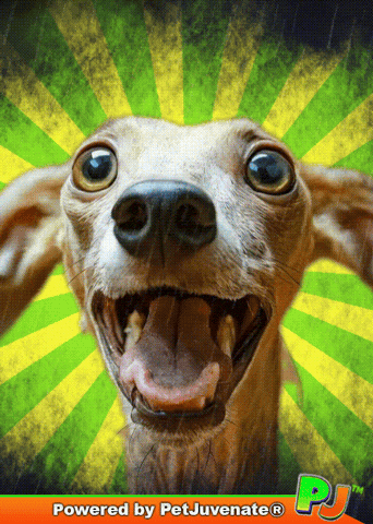 Happy So Excited GIF by PetJuvenate - PJ