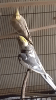 This Cockatiel Has a Better Singing Voice Than Most People