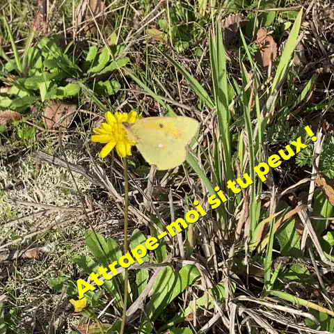 Le Baiser Du Papillon À Sa Fleur Preférée GIF