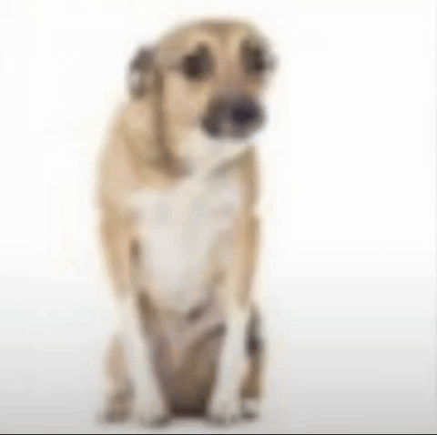 Sad Dog GIF