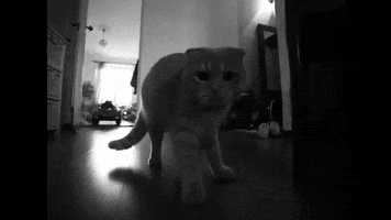 alexbondarenko  GIF