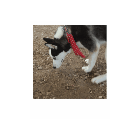 Pet Sticker