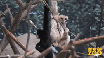 Friends Chill GIF by Brookfield Zoo