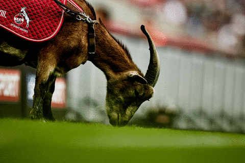 Effzeh GIF by 1. FC Köln - Find & Share on GIPHY